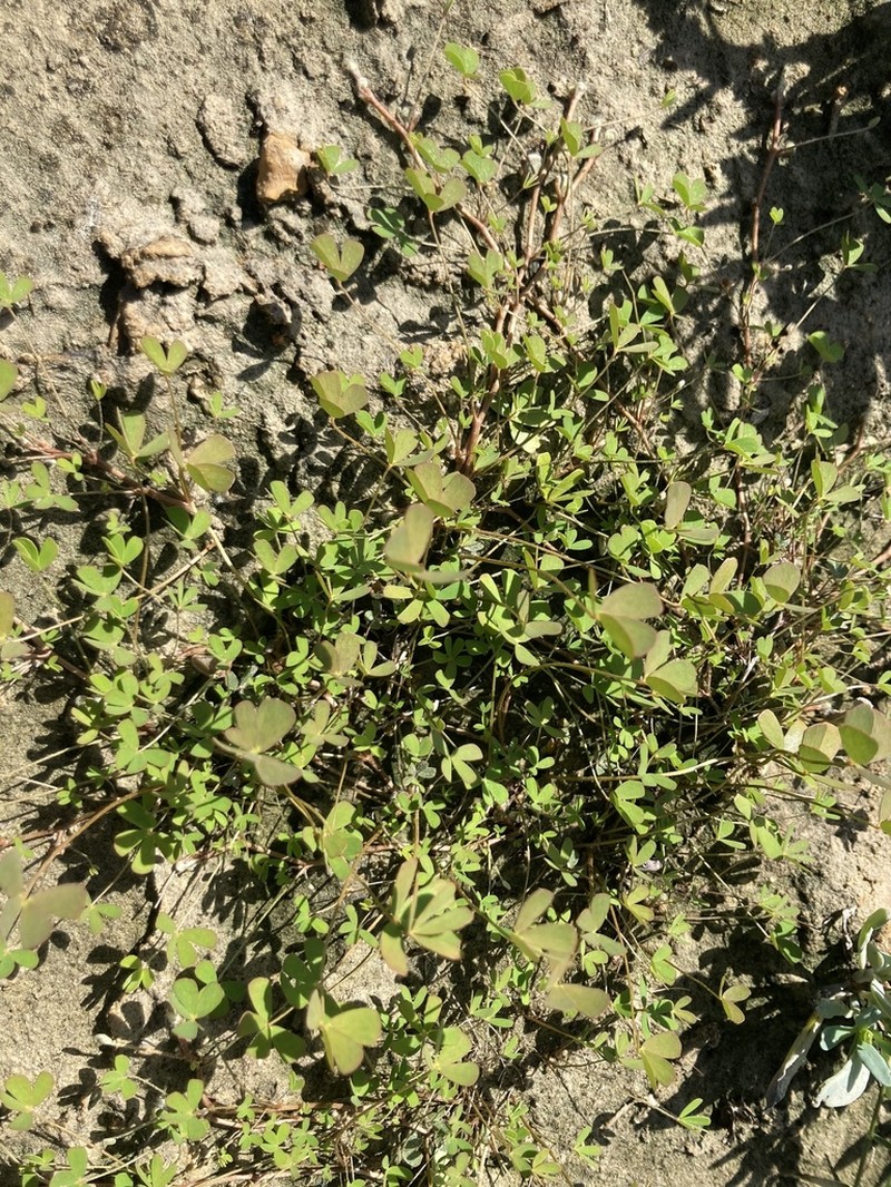 Marsilea nashii photo 3