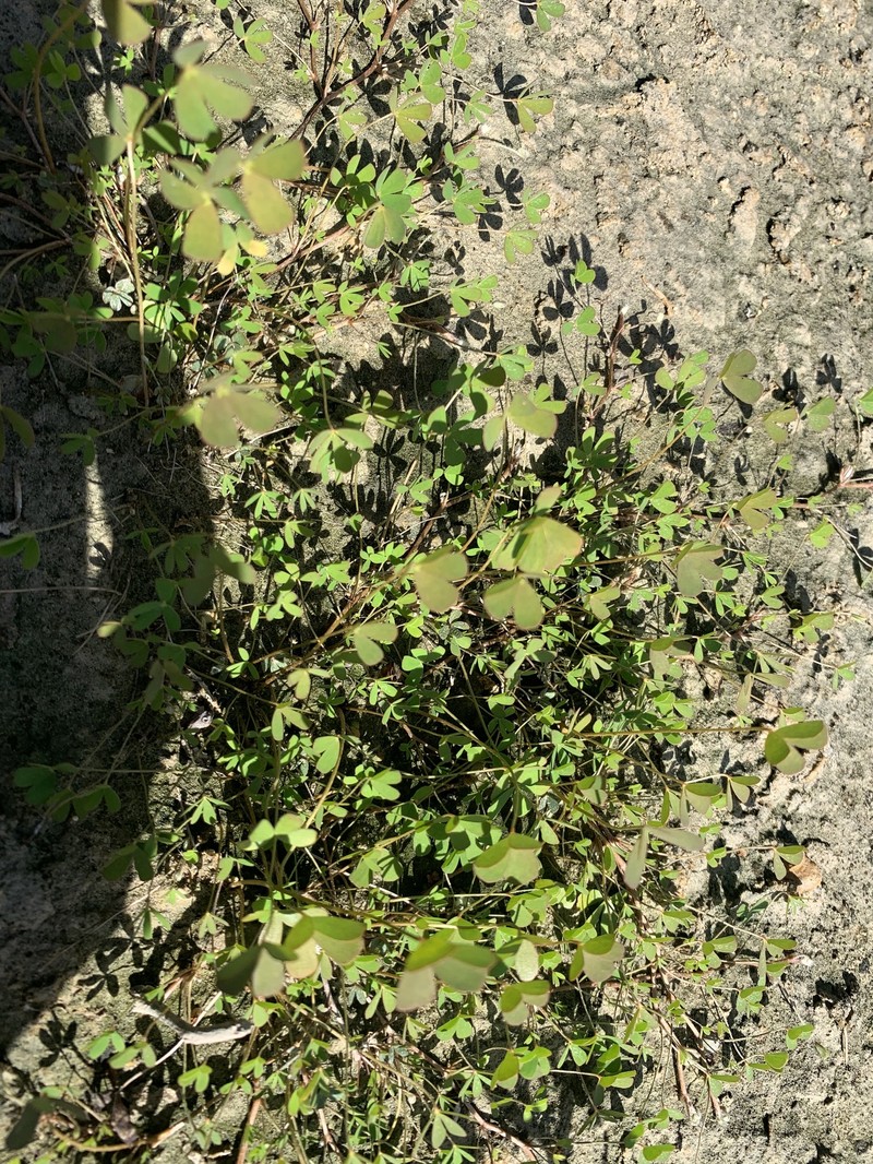 Marsilea nashii photo 5