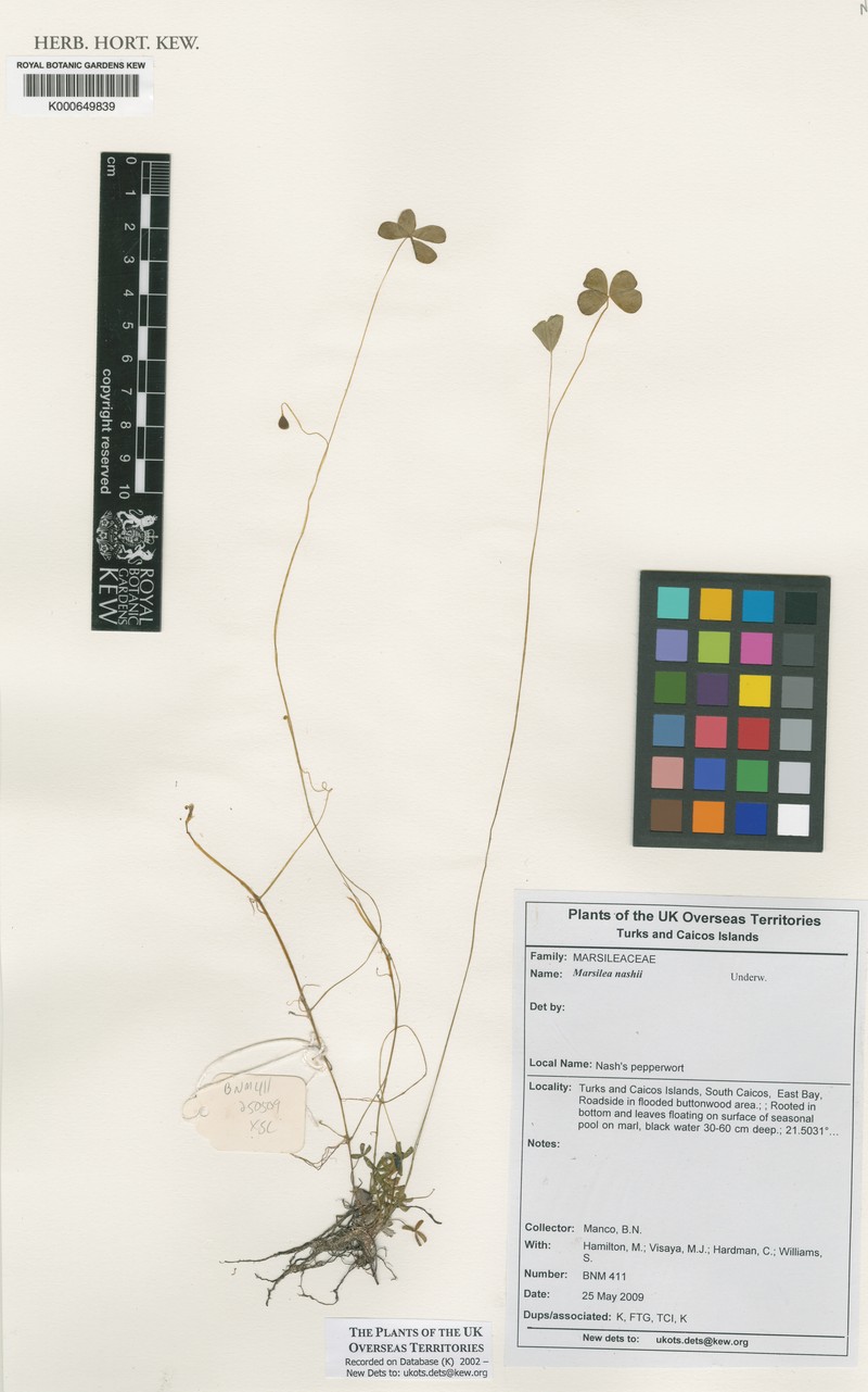 Marsilea nashii photo 7