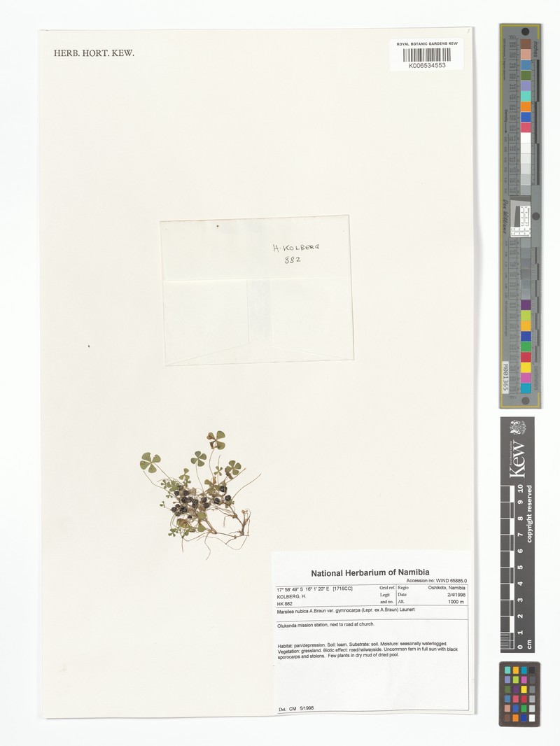 Marsilea nubica photo 2