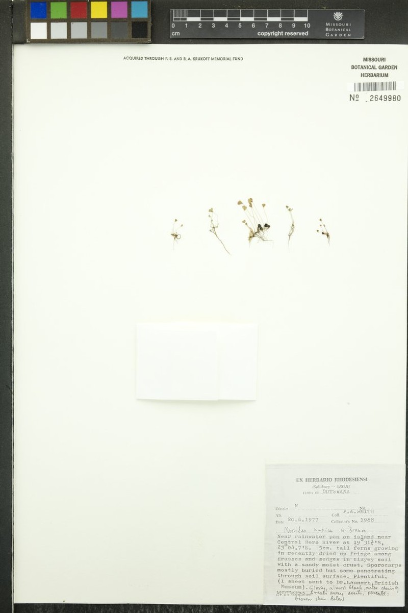 Marsilea nubica photo 4