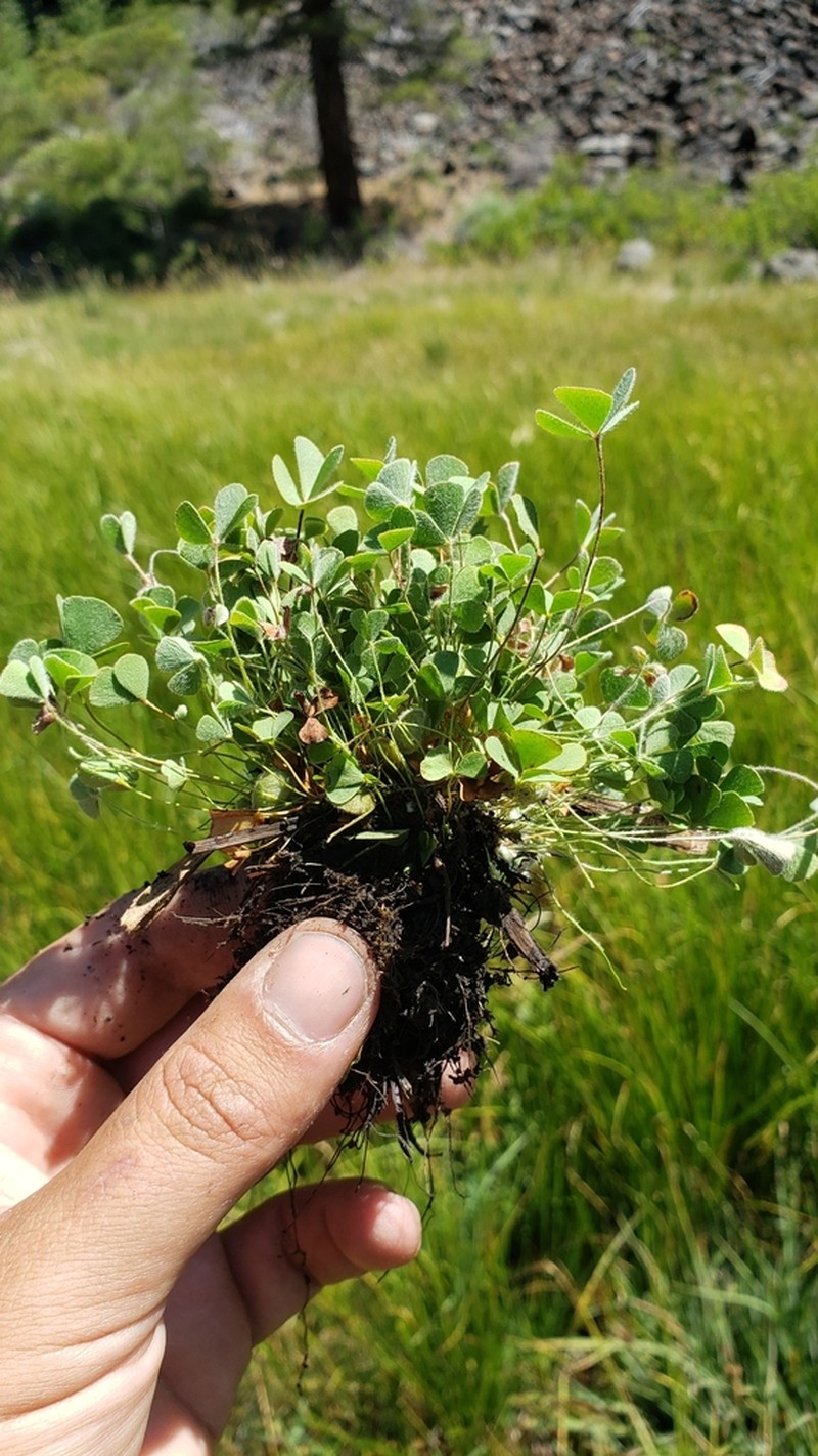 Pacific Waterclover