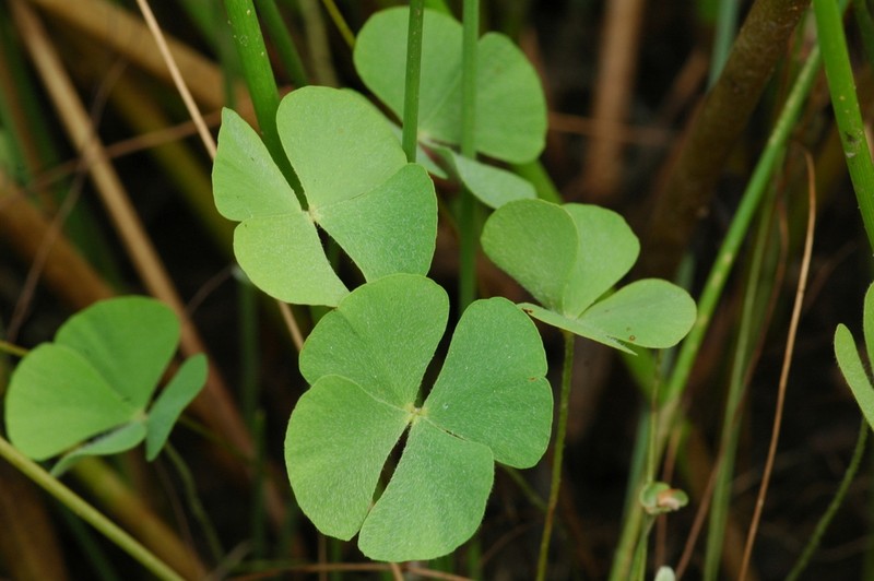Pacific Waterclover photo 2