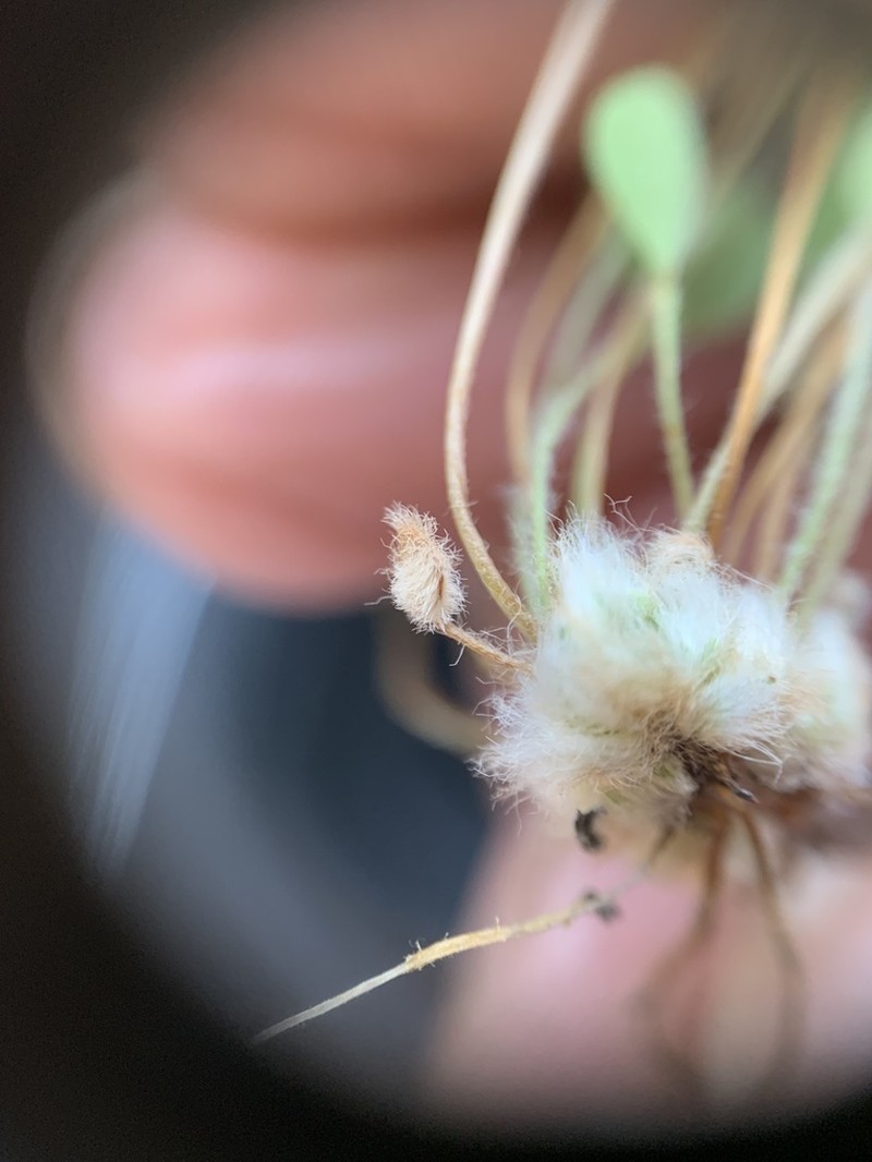 Pacific Waterclover photo 3