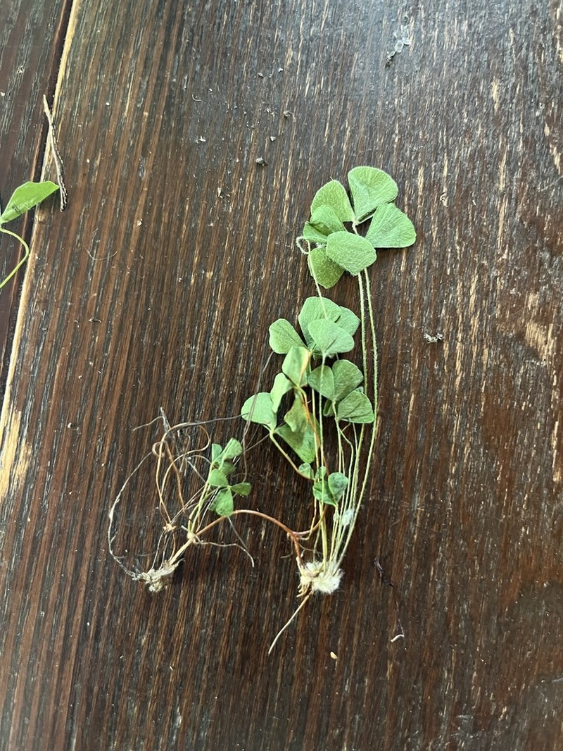 Pacific Waterclover photo 4