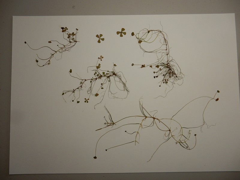 Pacific Waterclover photo 5