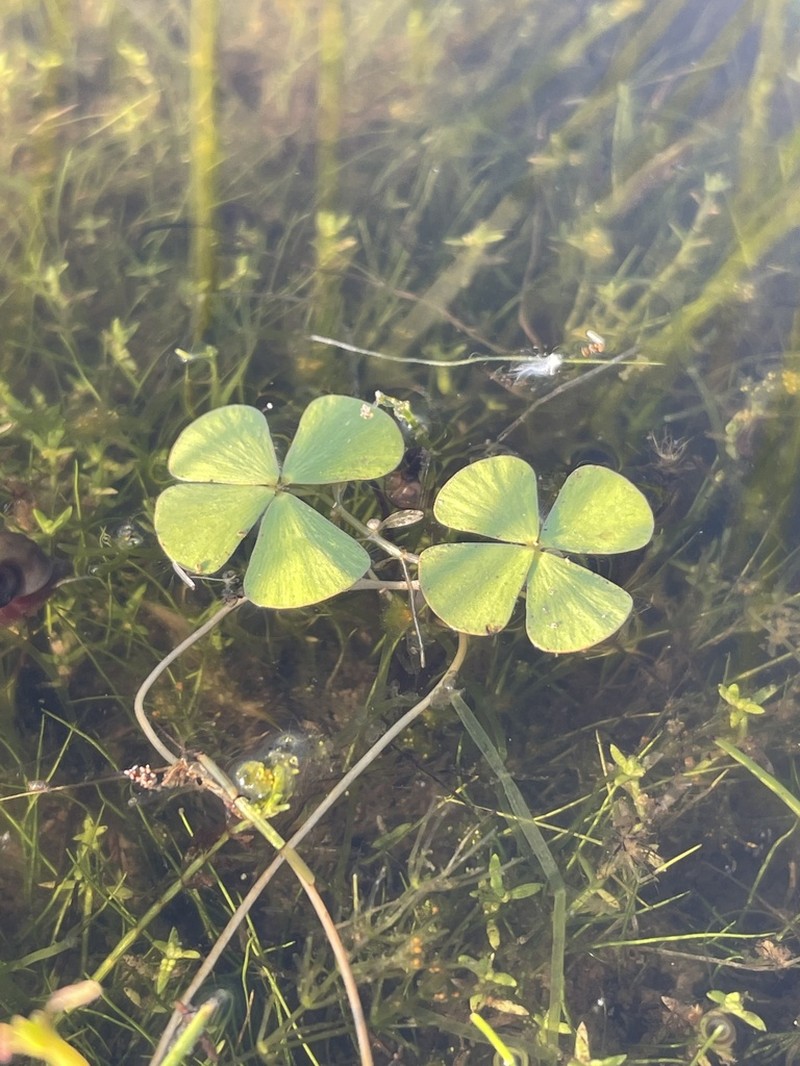 Pacific Waterclover photo 6
