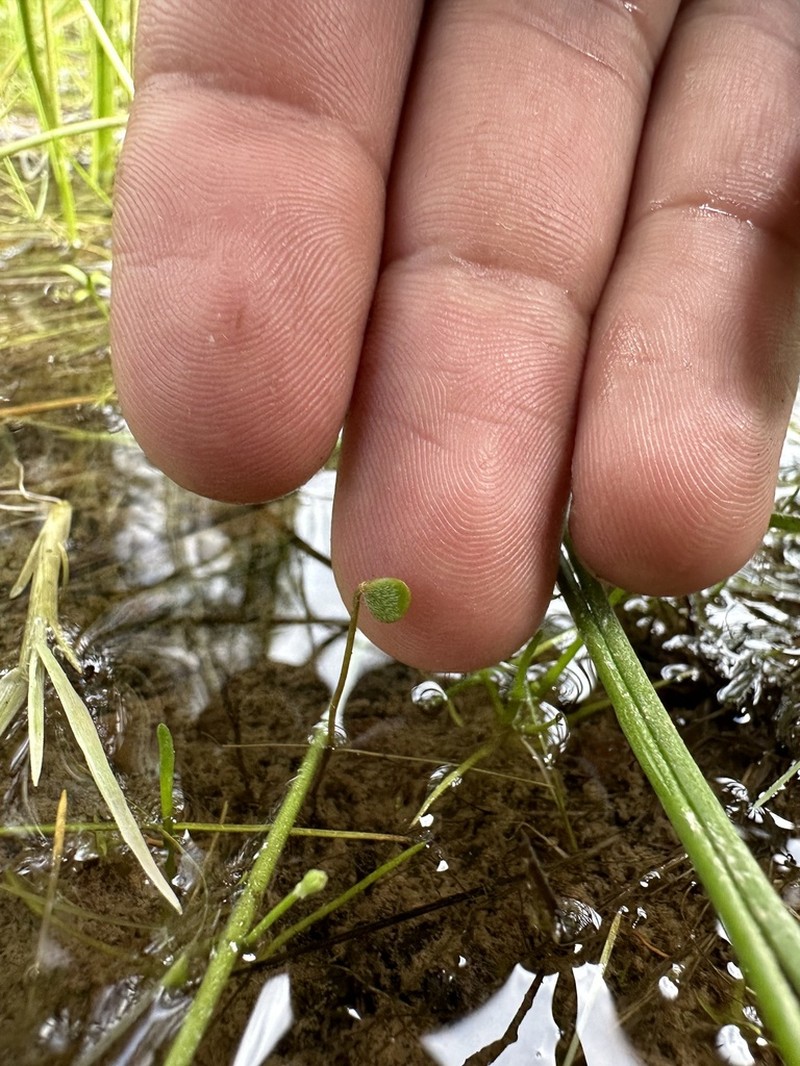 Pacific Waterclover photo 7