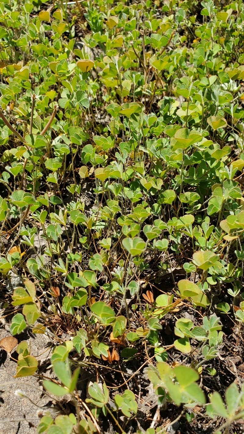 Pacific Waterclover photo 8