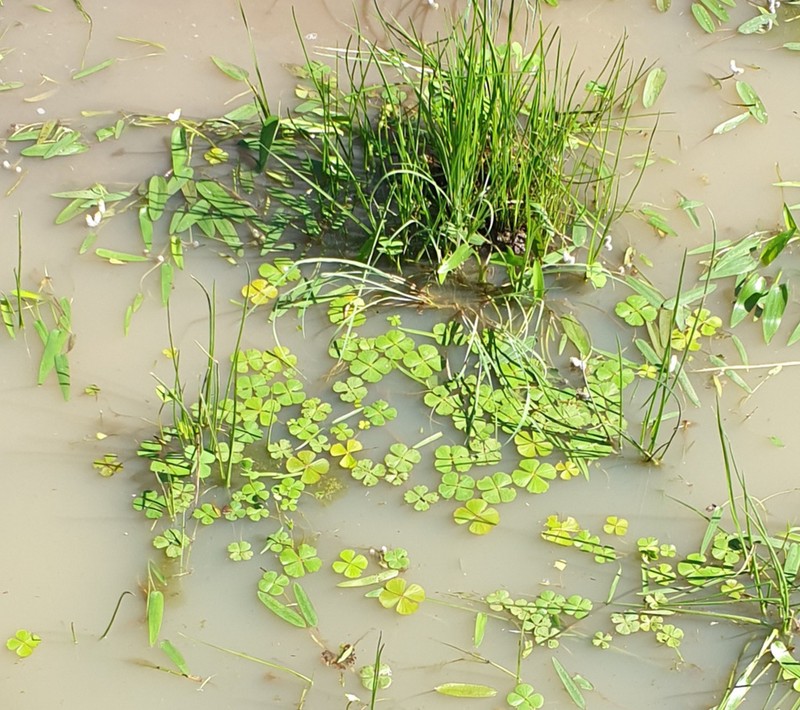 Marsilea owambo