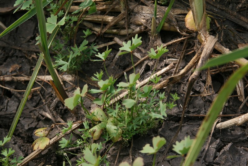 Marsilea owambo photo 2