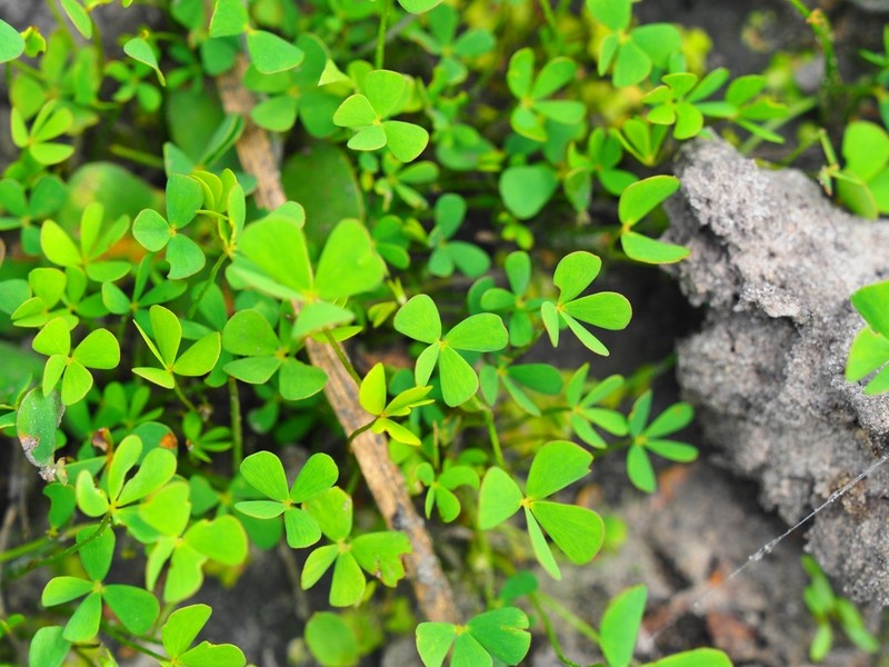 Marsilea owambo photo 3