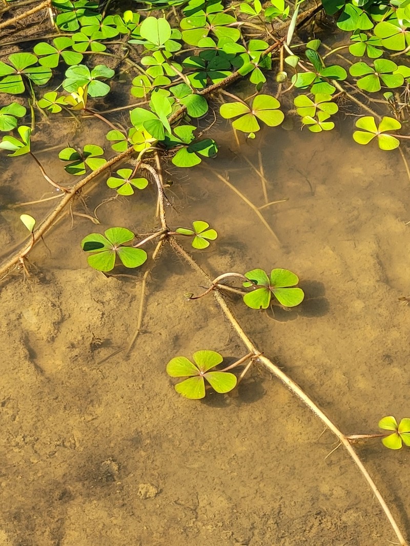 Guayanan Waterclover