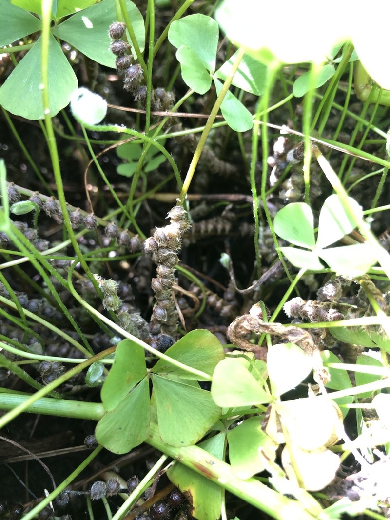 Guayanan Waterclover photo 2