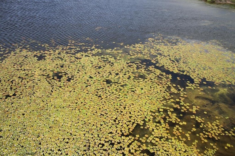 Guayanan Waterclover photo 3