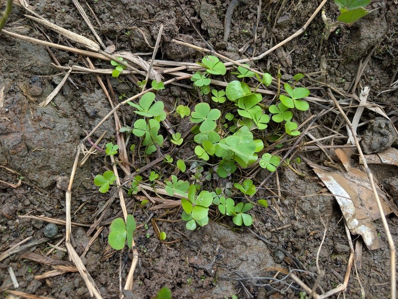 Guayanan Waterclover photo 4