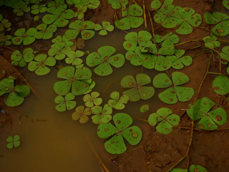 Guayanan Waterclover photo 5