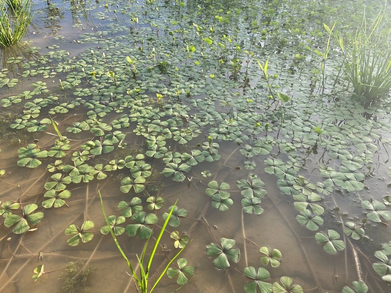 Guayanan Waterclover photo 6
