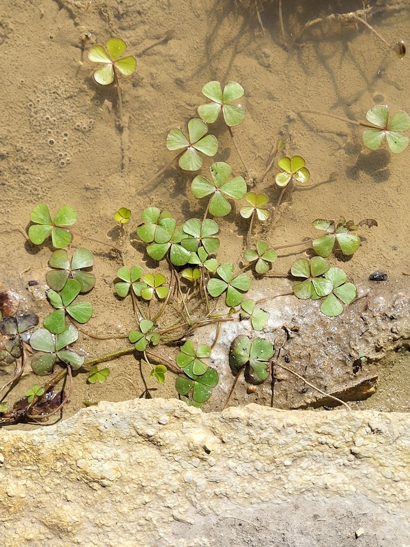 Guayanan Waterclover photo 7