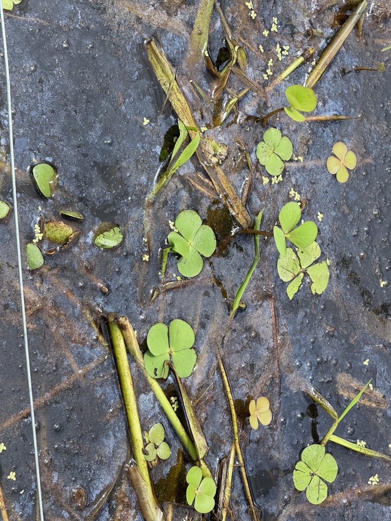 Guayanan Waterclover photo 8