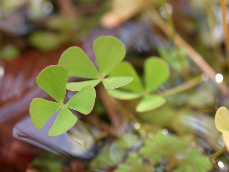 European Waterclover photo 2