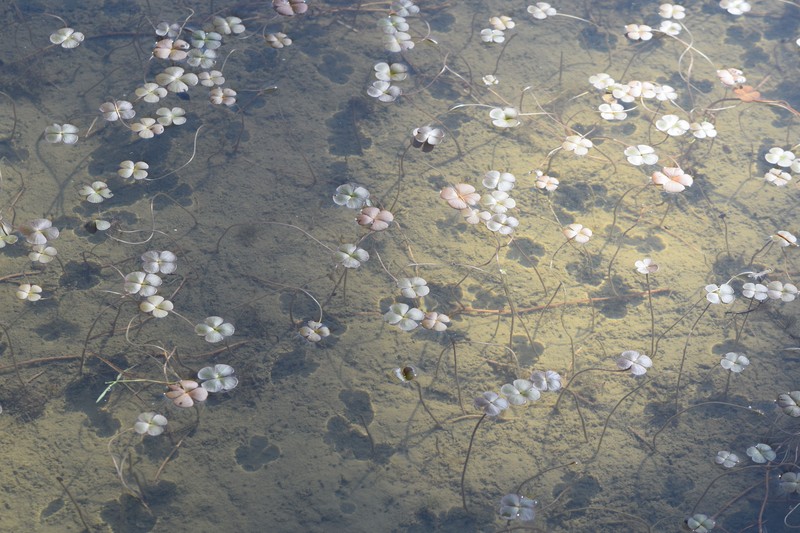 European Waterclover photo 3