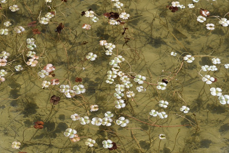 European Waterclover photo 4