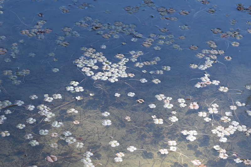 European Waterclover photo 5