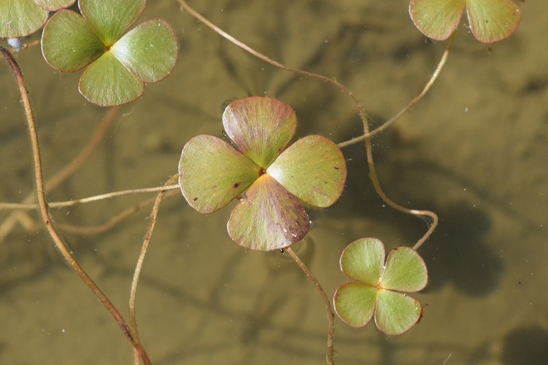European Waterclover photo 6