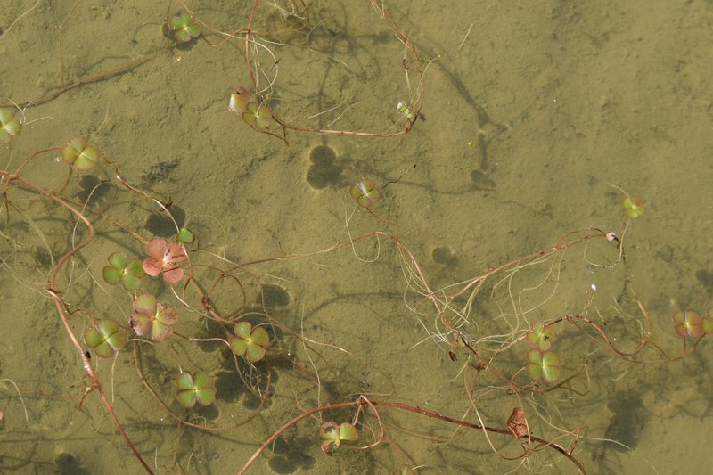 European Waterclover photo 7