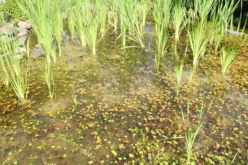 European Waterclover photo 8