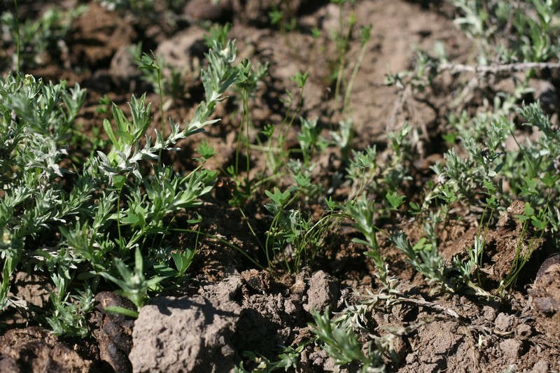 Marsilea schelpeana