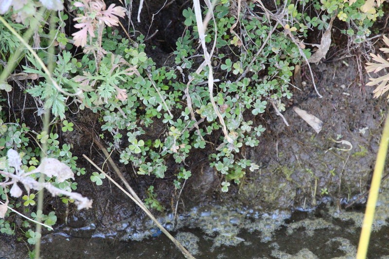Marsilea schelpeana photo 2