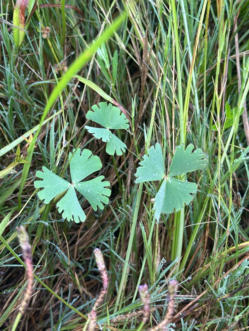 Marsilea schelpeana photo 3