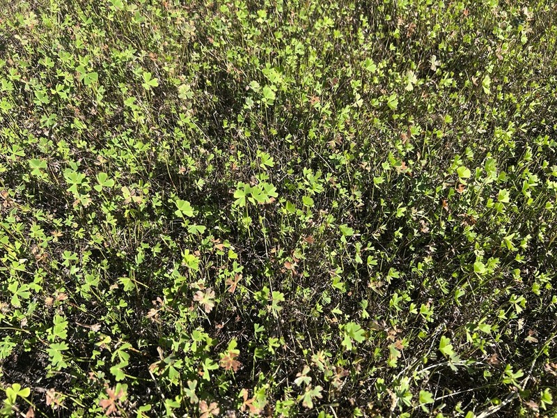 Marsilea schelpeana photo 4