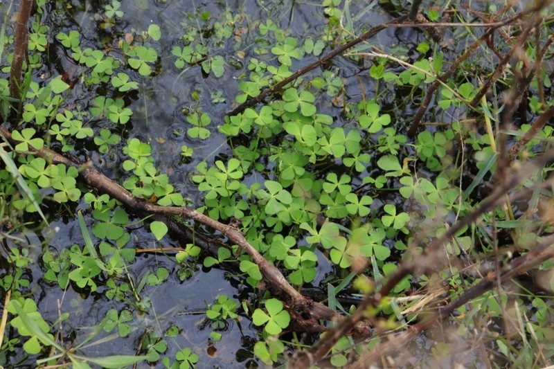 Marsilea schelpeana photo 5