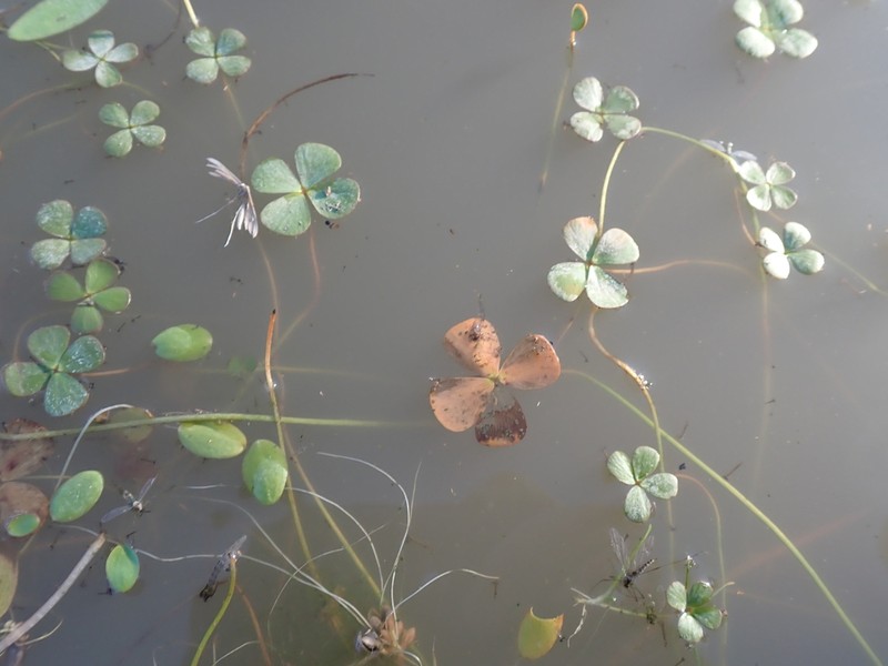Marsilea schelpeana photo 6