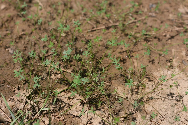 Marsilea schelpeana photo 7