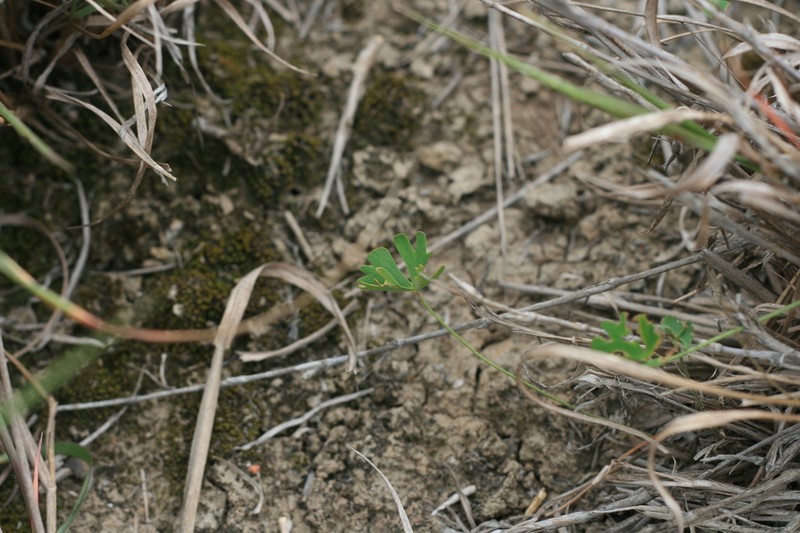 Marsilea schelpeana photo 8