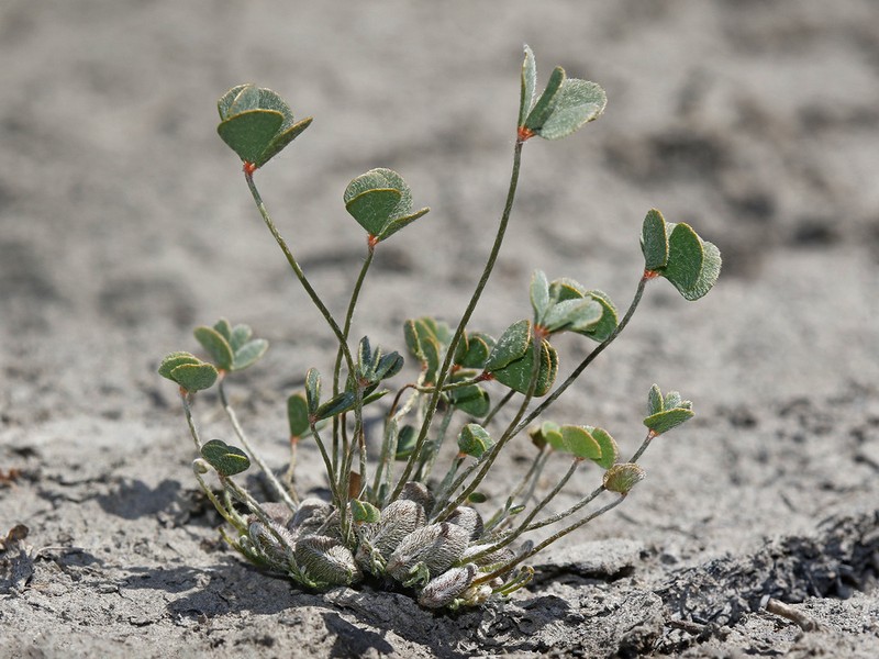 Marsilea strigosa