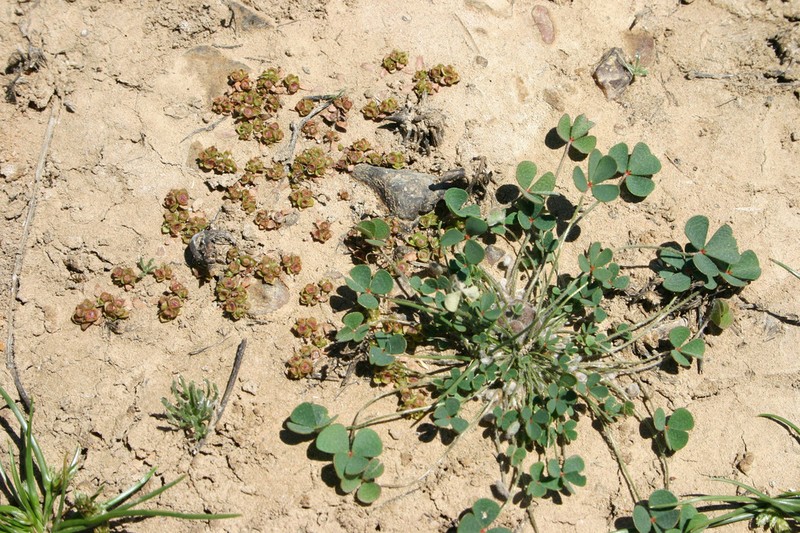 Marsilea strigosa photo 2