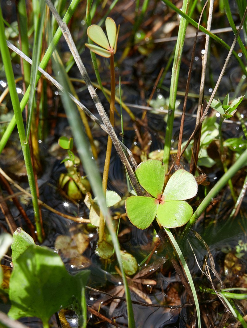 Marsilea strigosa photo 3