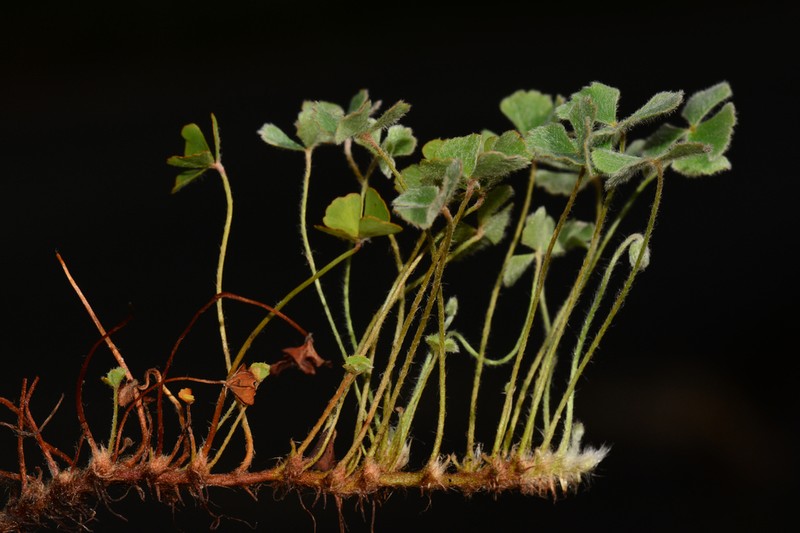 Marsilea strigosa photo 4