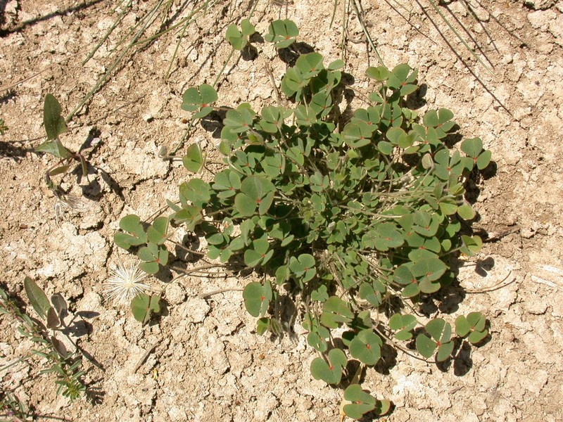 Marsilea strigosa photo 6