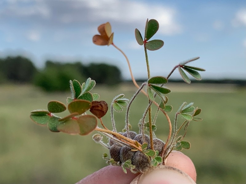 Marsilea strigosa photo 7