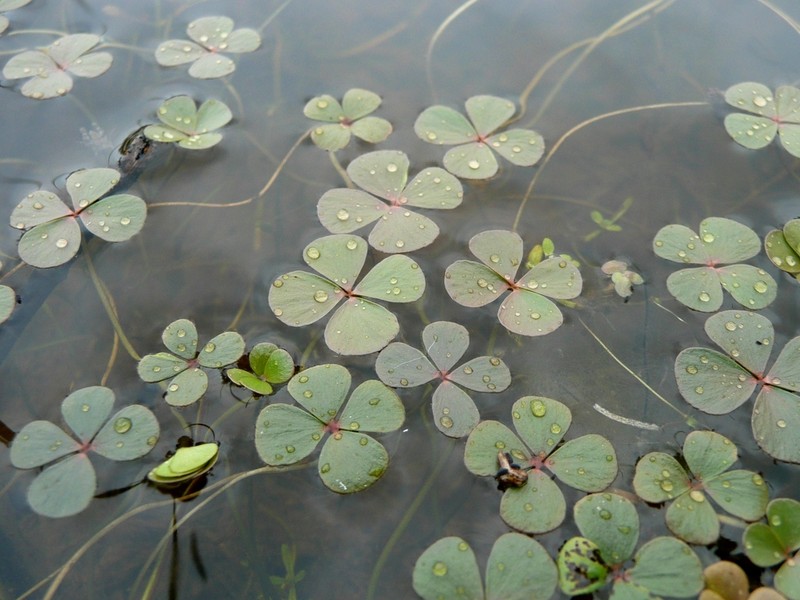 Marsilea strigosa photo 8