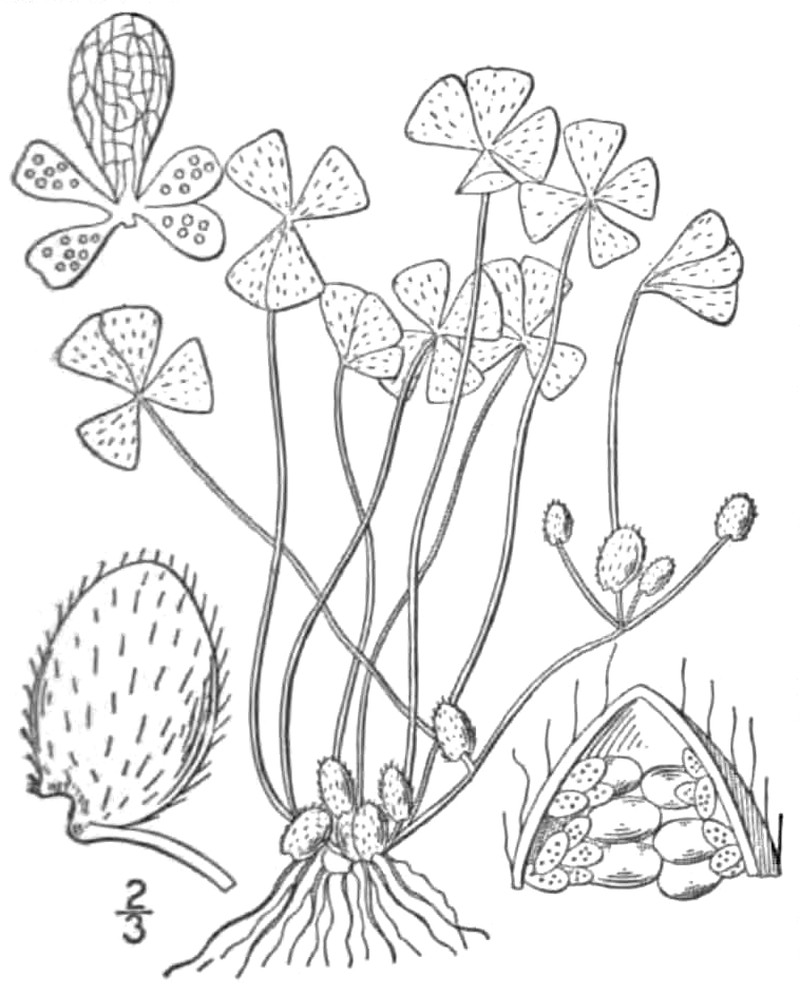 Hairy Waterclover photo 2