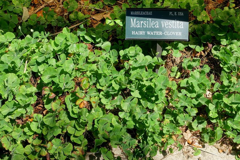 Hairy Waterclover photo 3