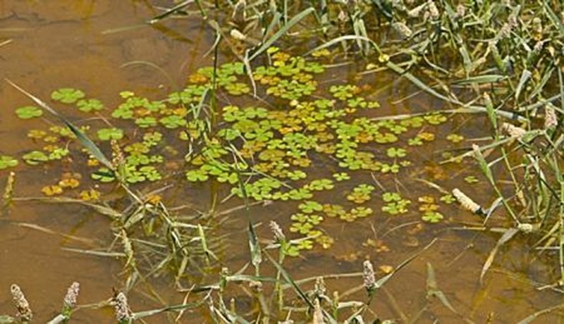 Hairy Waterclover photo 4