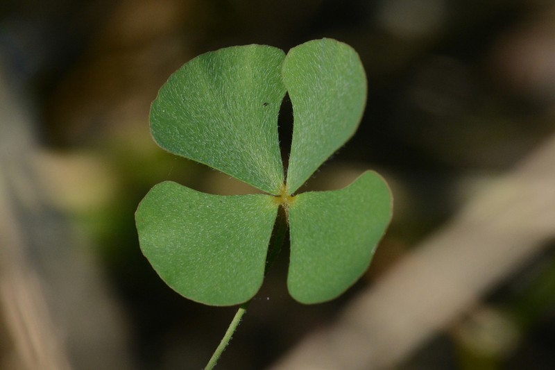 Hairy Waterclover photo 5